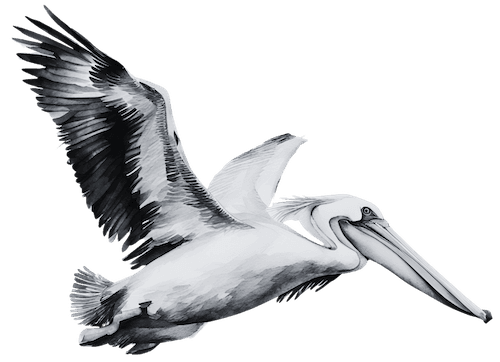 illustrated flying pelican