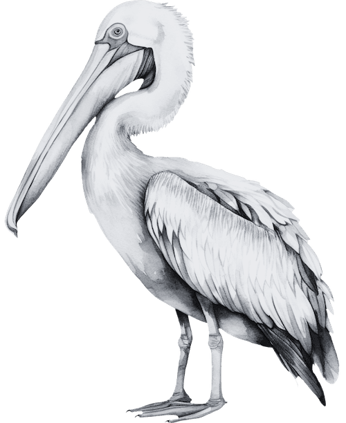 illustrated standing pelican